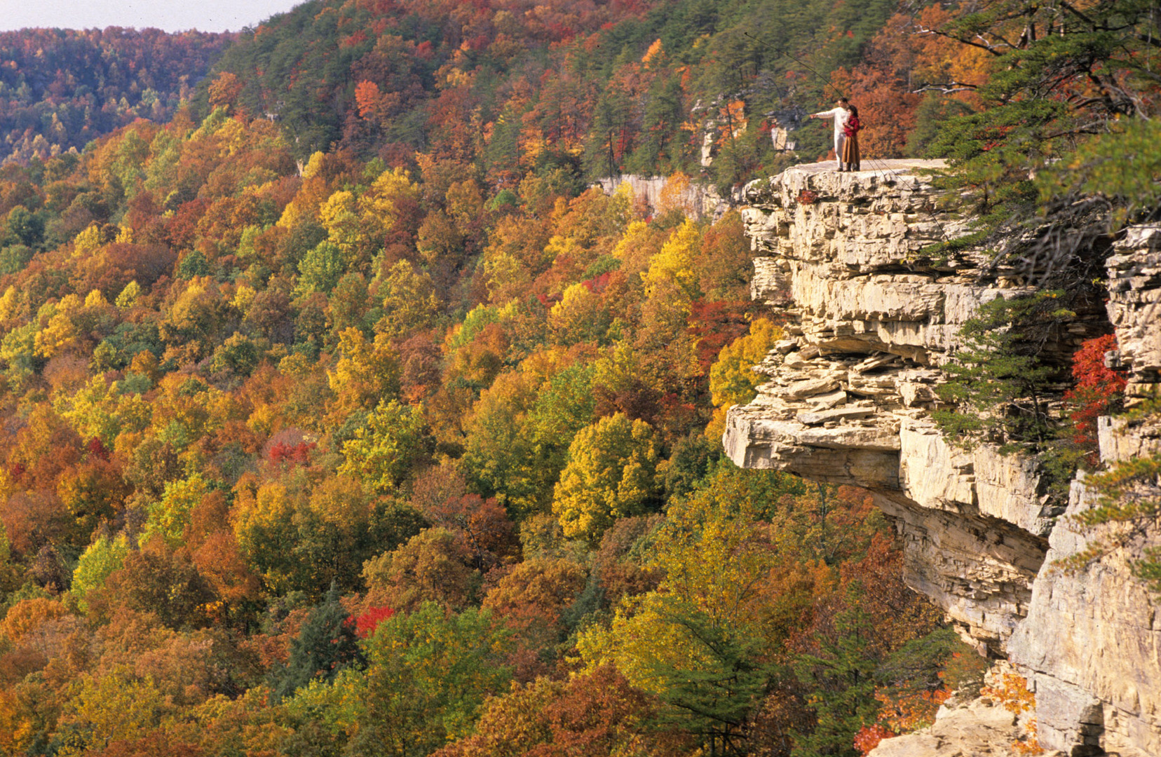trees and cliff