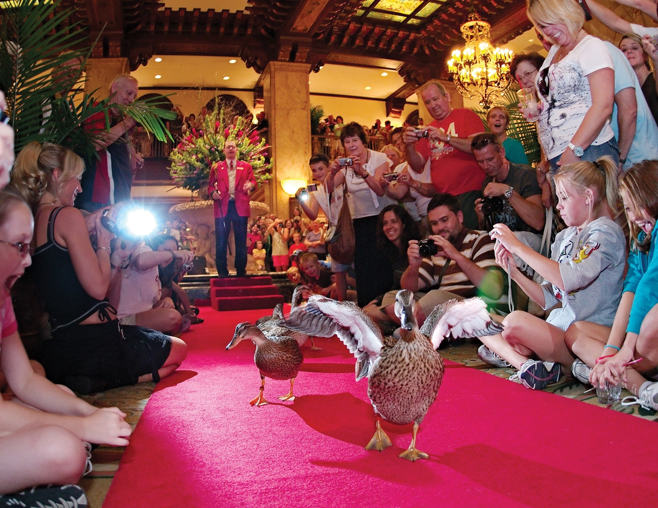 Duck march at Peabody Hotel in Memphis, TN