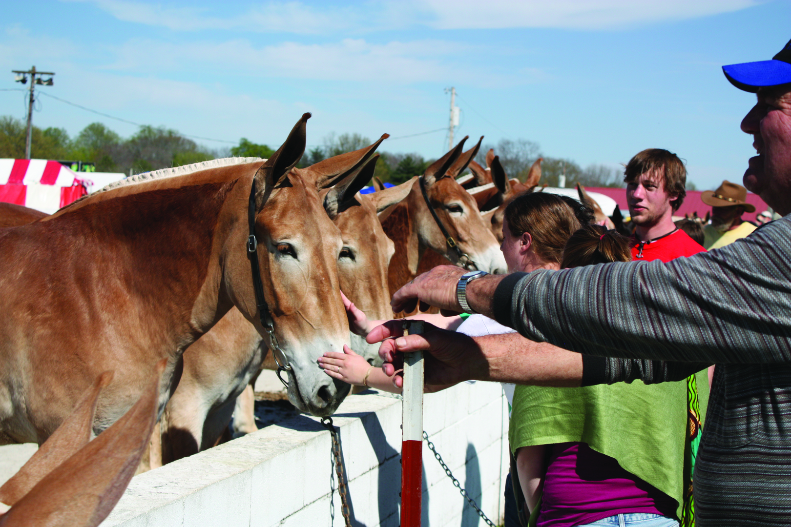 Mule Day