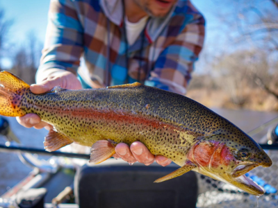 South Holston rainbow trout