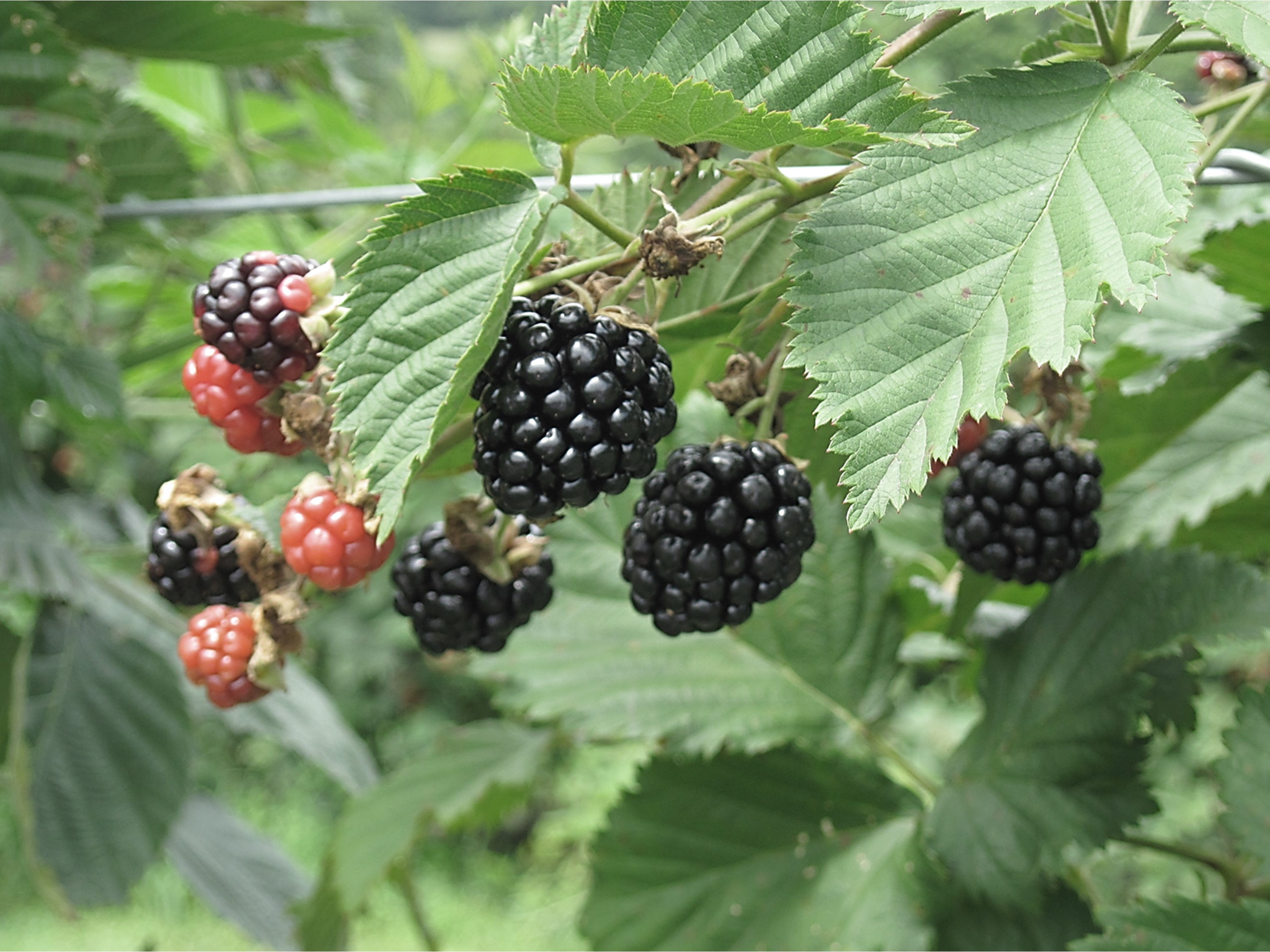 Blackberry Trail