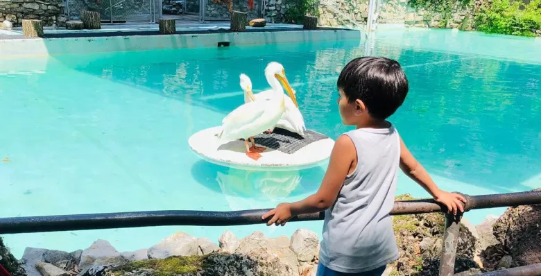 Child watches pelicans at The Memphis Zoo in Memphis TN