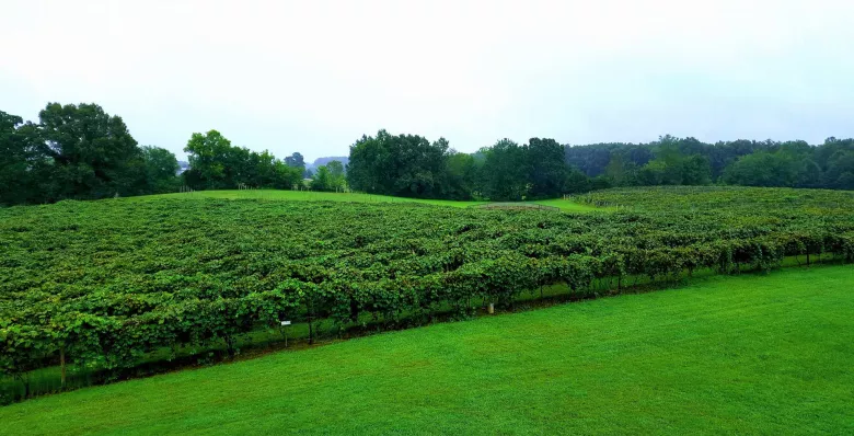 Wineries in Tennessee