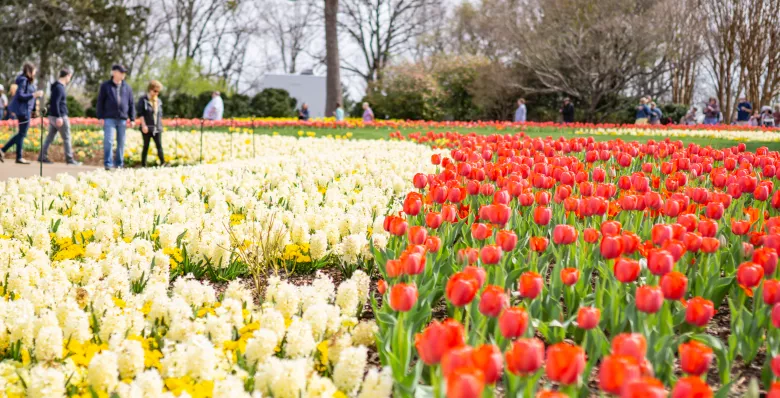 Hundreds of tulips bloom at Cheekwood Estate &amp; Gardens in Nashville TN