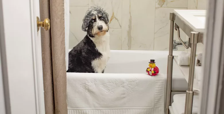 A dog stays in a pet-friendly room at The Peabody Memphis.