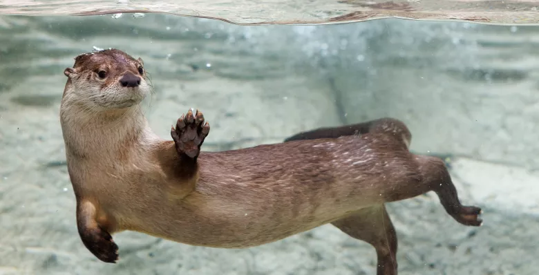 Sunshine the otter waves at Tennessee Aquarium in Chattanooga TN
