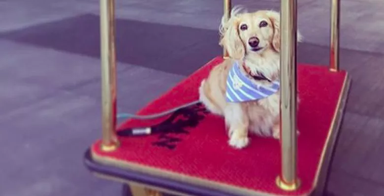 The  pet-friendly Tennessean Hotel in Knoxville TN