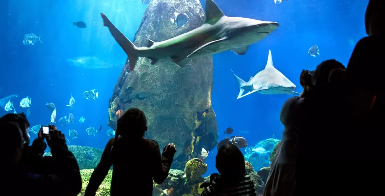 Ocean Journey sharks exhibit at Tennessee Aquarium in Chattanooga