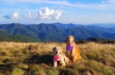 Dogs hiking on Roan Mountain in Tennessee