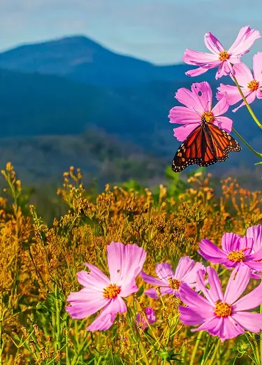 Butterfly on a blood root wildflower blanket on the hill,  The gentle Smoky mountains smile on the valley serene and still, A warm breeze welcomes springtime goodbye winter chill, Can’t you hear them calling? Always have, always will. Written about the Great Smoky Mountains in Gatlinburg, TN.