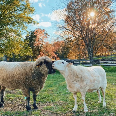 The Museum of Appalachia will be hosting its Sheep Shearing Days on May 2 and May 9! 