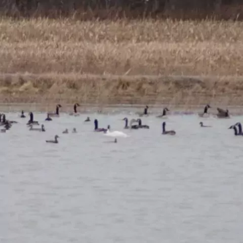 Several waterfowl on a body of water.