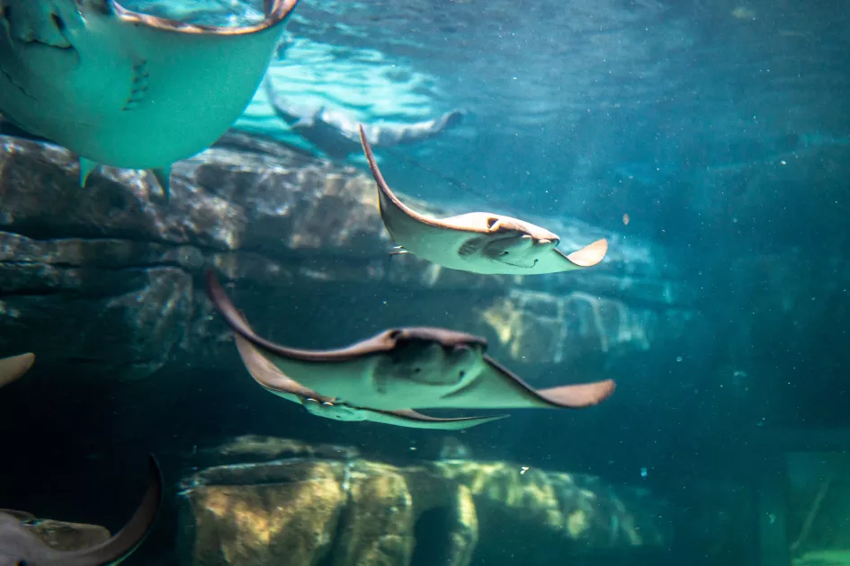 Stingray Bay!