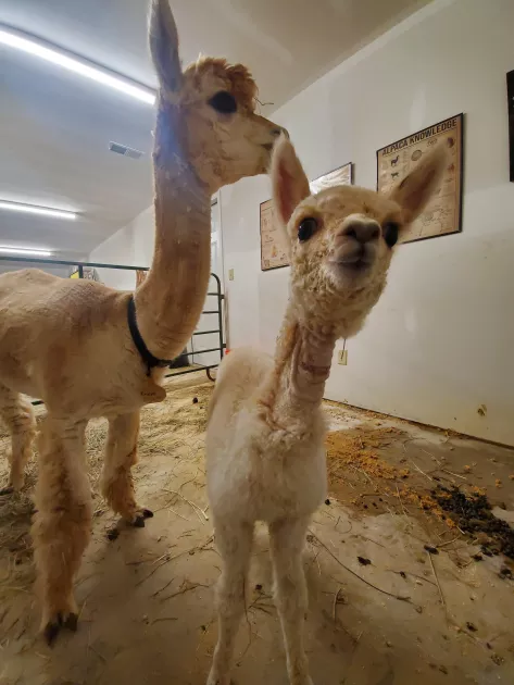 Visit the baby alpacas