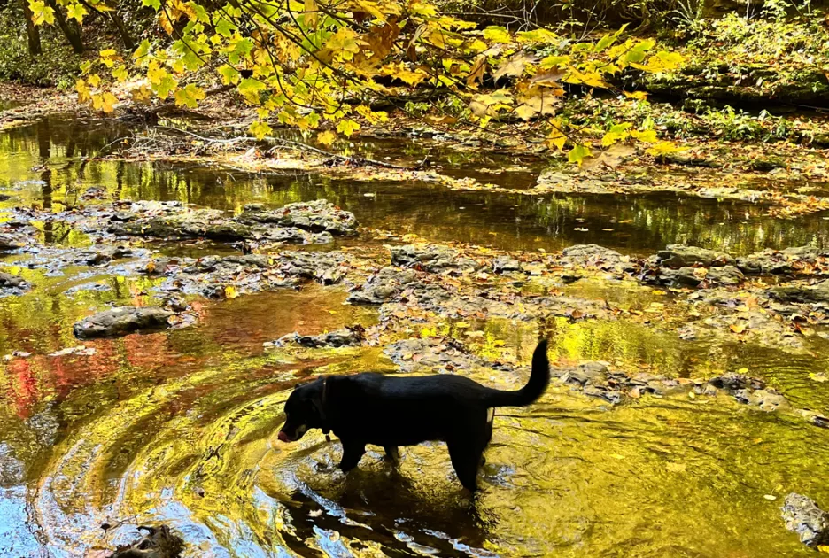 A dog exploring the rivers at a private campground in middle Tennessee
