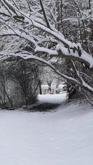 Winter at the Pond