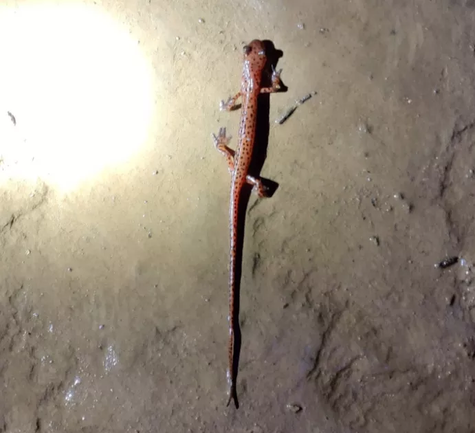 Tennessee Cave Salamander