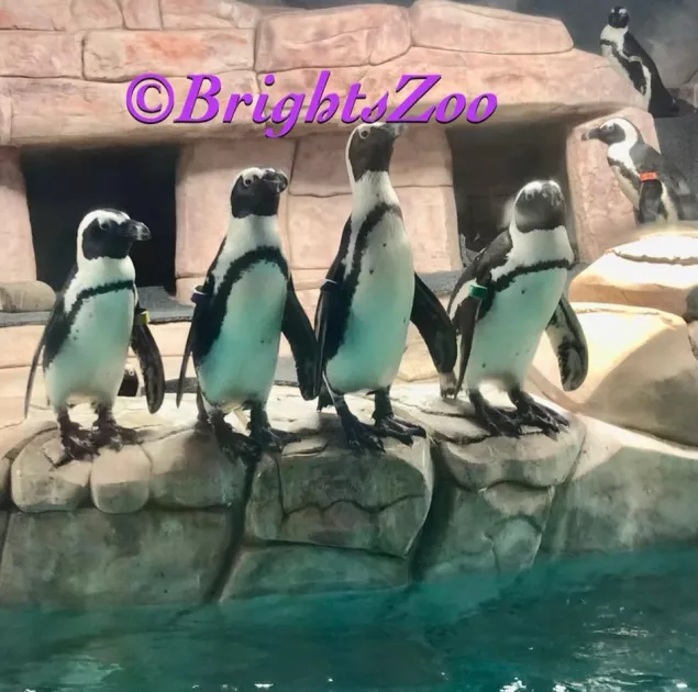 Four plus penguins near the water