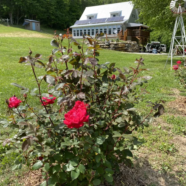 Blooming flowers at Neal Creek Ranch
