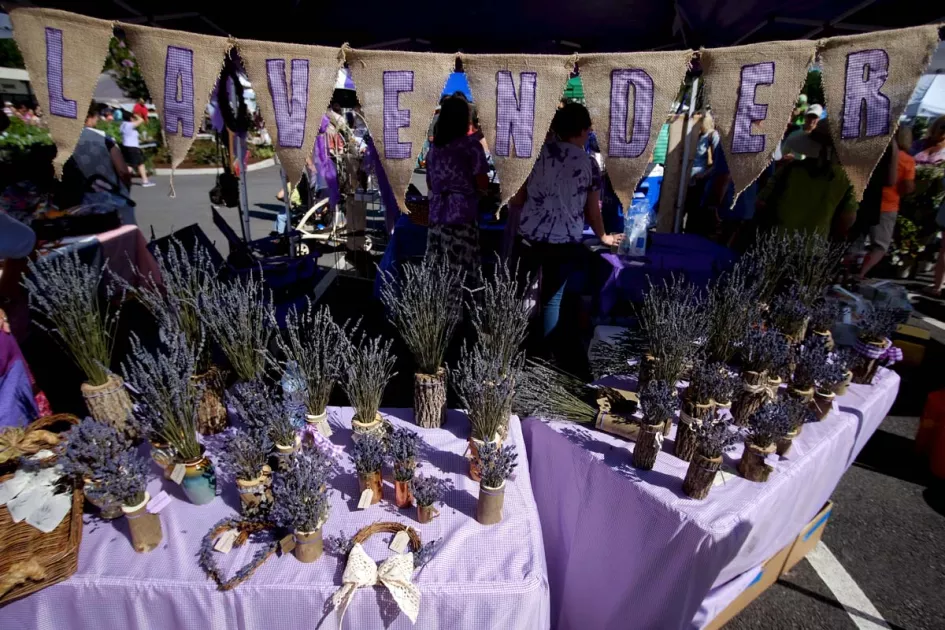 bunches of fresh and dried lavender