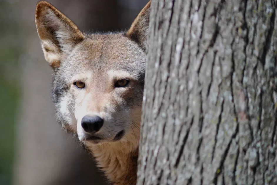An endangered red wolf looking around a tree