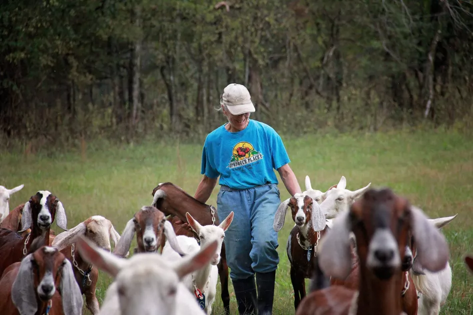Goats