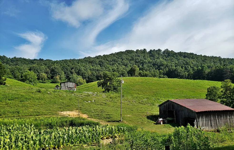 Tobacco still being grown