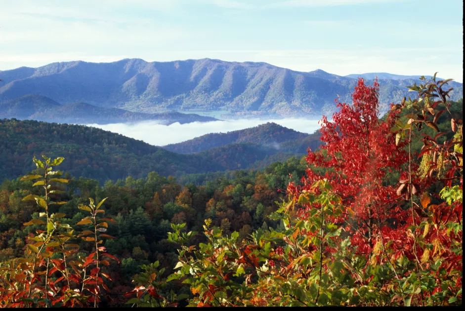 Fall Colors