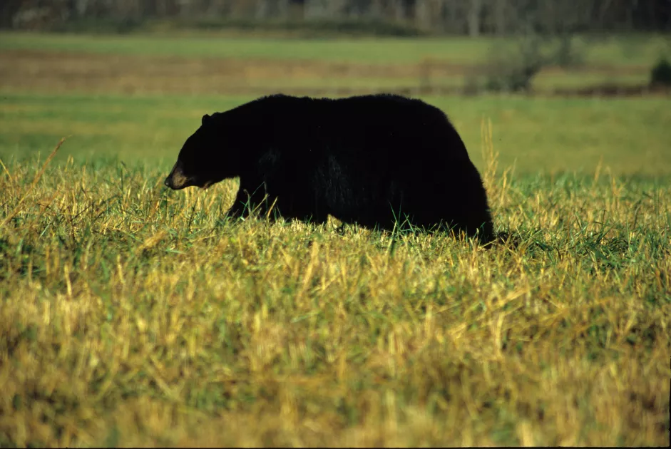 Black Bear