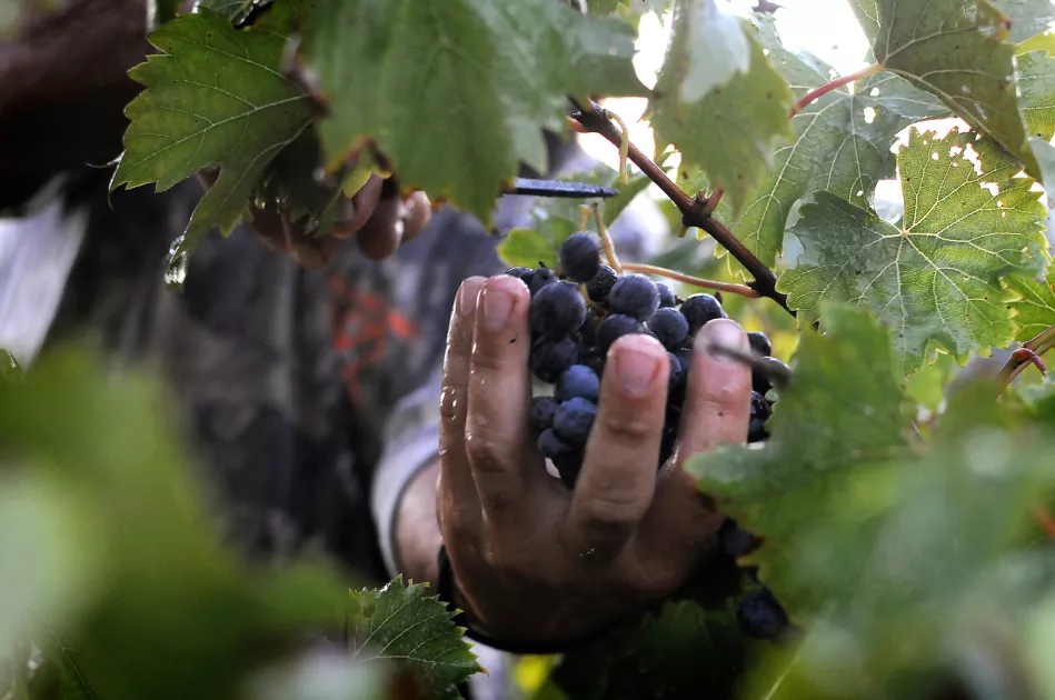 Grinder's Switch Winery