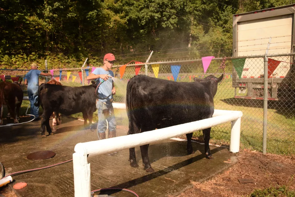 Boy washing cow